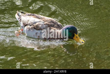 Eine drake Mallard-Ente auf dem Mühlenteich des Dorfes, Chipping, Preston, Lancashire, England, VEREINIGTES KÖNIGREICH Stockfoto