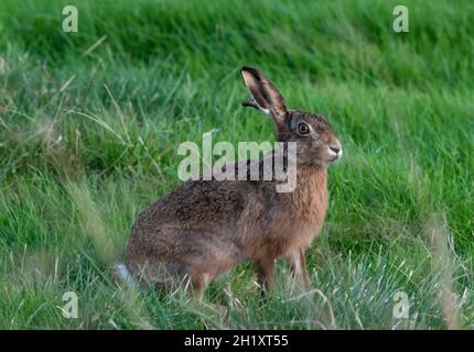 Ein brauner Hase, Dunsop Bridge, Clitheroe, Lancashire, Großbritannien Stockfoto