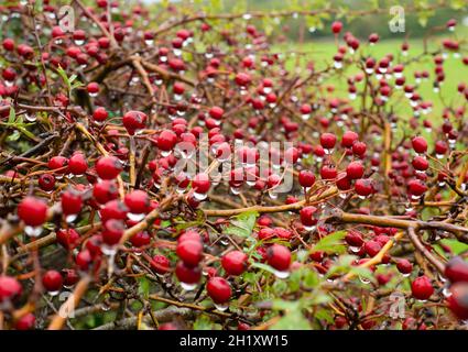 Weißdornbeeren im Herbstregen in Silverdale, Lancashire, Großbritannien Stockfoto