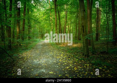 Gefallene gelbe Blätter auf der Straße in einem grünen Wald Stockfoto