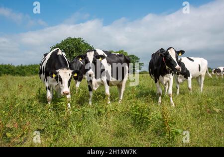 Trockene Milchkühe auf einem Milchviehbetrieb, Lancashire, Großbritannien Stockfoto
