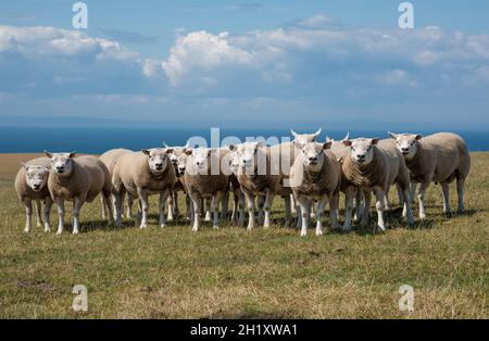 Texel rammt auf einem Feld, Dumfries und Galloway, Schottland, Großbritannien Stockfoto