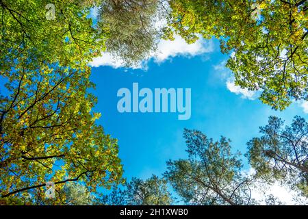 Spitzen der Bäume und blauer Himmel, Oktobertag Stockfoto