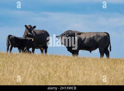 Aberdeen Angus Rindervieh auf einem Feld, Dumfries und Galloway, Schottland, Großbritannien Stockfoto