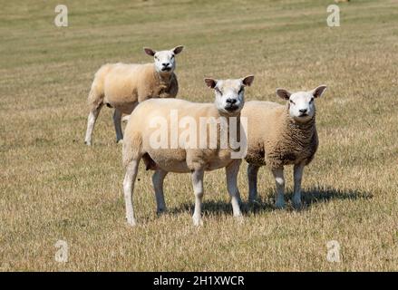 Texel Sheep, Dumfries und Galloway, Schottland, Vereinigtes Königreich Stockfoto