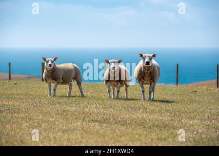 Texel Sheep, Dumfries und Galloway, Schottland, Vereinigtes Königreich Stockfoto