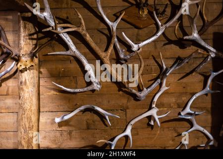 Trophäensammlung „Hirschkopf“ an einer Wand. Stockfoto