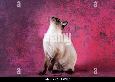 Eine Erwachsene Siamkatze sitzt mit erhobener Vorderpfote und schaut nach oben Stockfoto