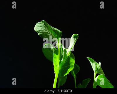 Junge Sämlinge der Zuckererbsen ( Pisum sativum var. marcrocarpon.), im Sonnenlicht mit schwarzem Hintergrund Stockfoto