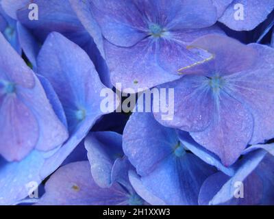 Makro einer blauen Blume mit vielen Blütenblättern der Farm Hortensien, blauer Hintergrund Stockfoto