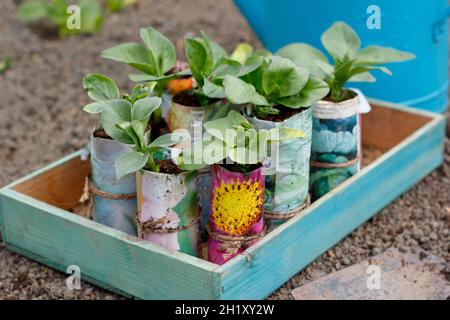 Im Frühjahr begann die Pflanzung junger Bohnenpflanzen in hausgemachten Papiertöpfen auf einem Gemüsegarten. Vicia faba 'Bunyards Exhibition' Großbritannien Stockfoto