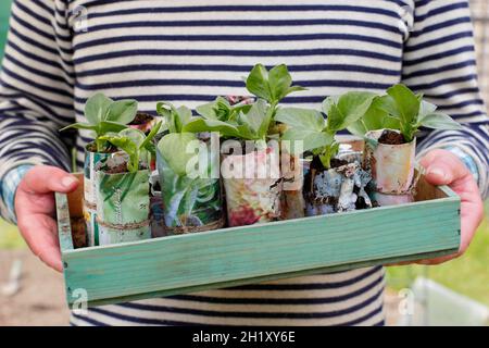 Der Gärtner pflanzte junge, breite Bohnenpflanzen im Frühjahr in selbstgemachten Papiertöpfen auf einem Gemüsegarten. Vicia faba 'Bunyards Exhibition' Großbritannien Stockfoto