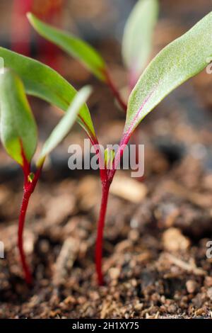 Rote Beete, die in einem modularen Tablett wachsen. Beta vulgaris 'Detroit 2 Crimson Globe'. Stockfoto