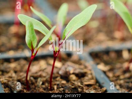 Rote Beete, die in einem modularen Tablett wachsen. Beta vulgaris 'Detroit 2 Crimson Globe'. Stockfoto