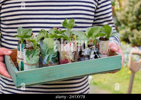 Der Gärtner pflanzte junge, breite Bohnenpflanzen im Frühjahr in selbstgemachten Papiertöpfen auf einem Gemüsegarten. Vicia faba 'Bunyards Exhibition' Großbritannien Stockfoto