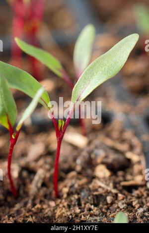 Rote Beete, die in einem modularen Tablett wachsen. Beta vulgaris 'Detroit 2 Crimson Globe'. Stockfoto