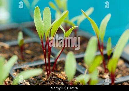 Rote Beete, die in einem modularen Tablett wachsen. Beta vulgaris 'Detroit 2 Crimson Globe'. Stockfoto