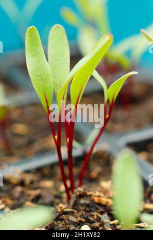 Rote Beete, die in einem modularen Tablett wachsen. Beta vulgaris 'Detroit 2 Crimson Globe'. Stockfoto