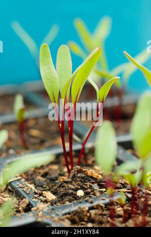 Rote Beete, die in einem modularen Tablett wachsen. Beta vulgaris 'Detroit 2 Crimson Globe'. Stockfoto