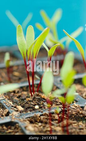 Rote Beete, die in einem modularen Tablett wachsen. Beta vulgaris 'Detroit 2 Crimson Globe'. Stockfoto