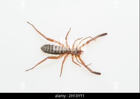 Solifuges, auch Kamelspinnen genannt, sind eine relativ große Ordnung von Arachniden Stockfoto