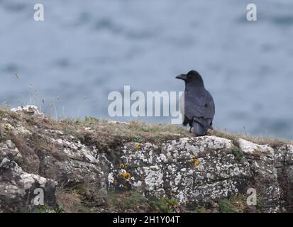 Ein gewöhnlicher Rabe (Corvus corax) in seinem typischen Meeresklippen-Lebensraum. Stackpole, Pembrokeshire, Wales. VEREINIGTES KÖNIGREICH Stockfoto