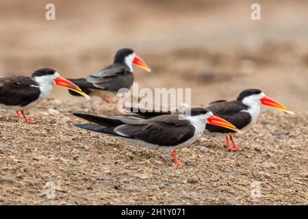 African Skimmer - Rynchops flavirostris, spezieller Langschnabel-Vogel aus afrikanischen Seen und Flüssen, Queen Elizabeth National Park, Uganda. Stockfoto