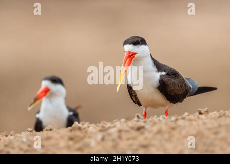 African Skimmer - Rynchops flavirostris, spezieller Langschnabel-Vogel aus afrikanischen Seen und Flüssen, Queen Elizabeth National Park, Uganda. Stockfoto