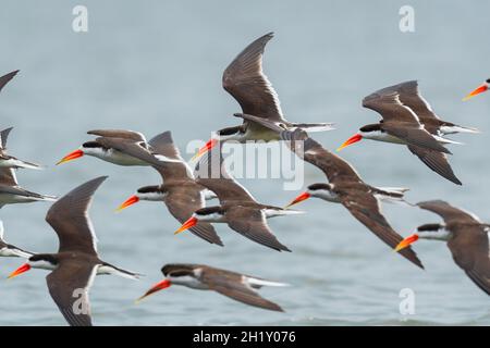 African Skimmer - Rynchops flavirostris, spezieller Langschnabel-Vogel aus afrikanischen Seen und Flüssen, Queen Elizabeth National Park, Uganda. Stockfoto