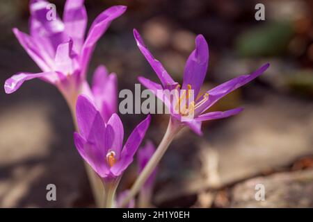 Herbstblumen - blaue Krokusse auf einem Hintergrund von Bokeh Stockfoto