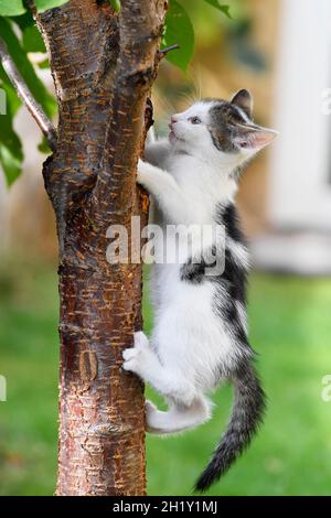 Katze klettert auf Baumstamm Stockfoto