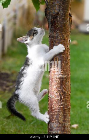 Katze klettert auf Baumstamm Stockfoto