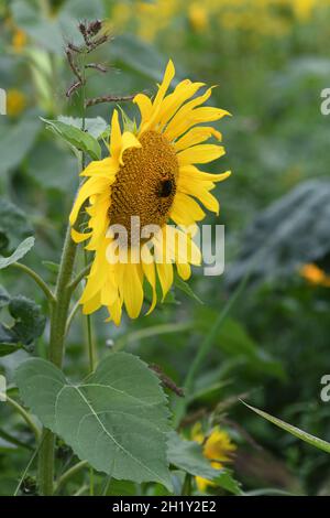 Sonnenblumen Stockfoto