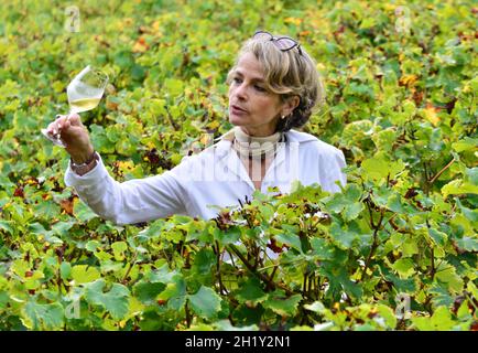 GIRONDE (33) SAUTERNES. CHATEAU GRAVAS. FLORENCE BERNARD, DIE BESITZERIN, IN IHREN WEINBERGEN. Stockfoto
