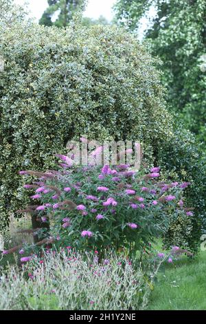 Buddleia und Holly in einem Garten Stockfoto