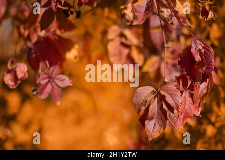 Fallen rote Blätter Hintergrund. Leuchtend rotes Blatt wilder Jungferntrauben auf unscharfem, bunten natürlichen Hintergrund. Geringe Schärfentiefe von Parthenocissus Stockfoto