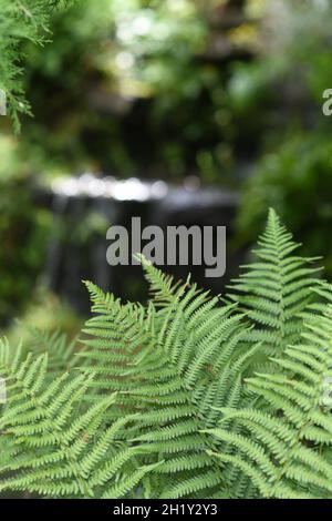 Farn wächst in den Wäldern Stockfoto