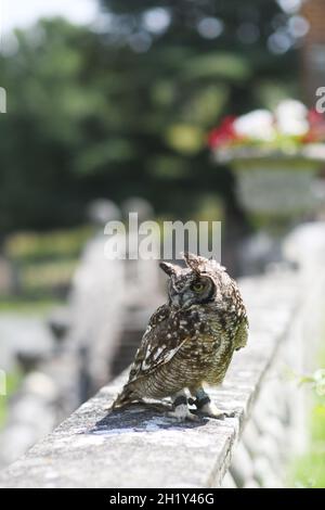 Eule an einer Gartenwand Stockfoto