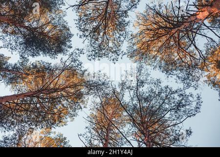 Kronen aus Kiefern vor dem Hintergrund des blauen Herbsthimmels. Ein Blick auf die Baumkronen von unten. Natur in der Herbstsaison Stockfoto