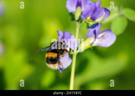 Hummel auf lila Blume auf der Wiese, Bombus terrestris Hummel Stockfoto