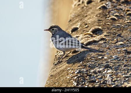 Weiße Bachstelze, Motacilla alba am Ufer eines Flusses Stockfoto