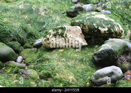 Felsen und Algen am Strand Stockfoto