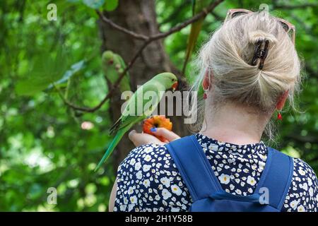 Frau füttert Rosenberingsittich im St James's Park, London England Vereinigtes Königreich Großbritannien Stockfoto