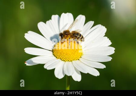 Honigbiene sammelt Pollen auf einer Wildblume Stockfoto