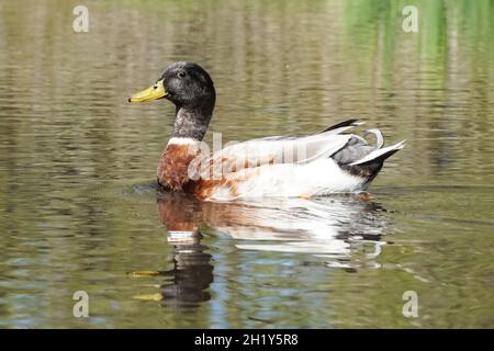 Männlicher Mallard, Anas platyrhynchos, schwimmend auf einem Fluss Stockfoto