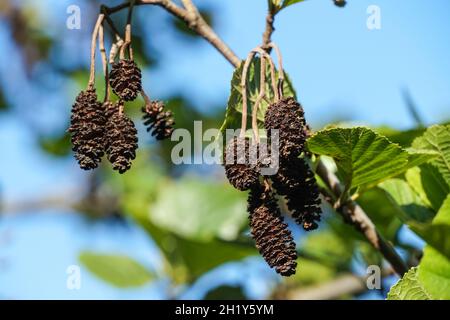 Männliche Blüten von gemeinem Erlenbaum im Frühjahr Stockfoto