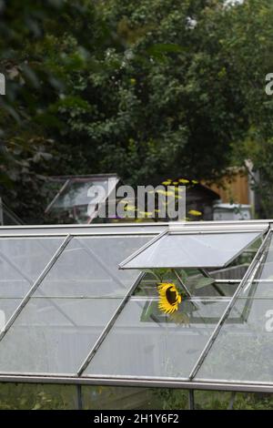 Sonnenblume wächst in einem Gewächshaus Stockfoto