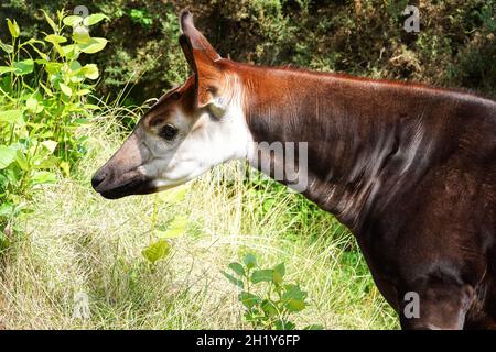 Okapi oder Waldgiraffe, Okapia johnstoni Stockfoto