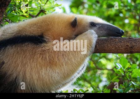 Südliche Tamandua, Tamandua tetradactyla Stockfoto