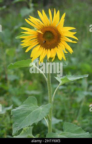 Sonnenblumen Stockfoto